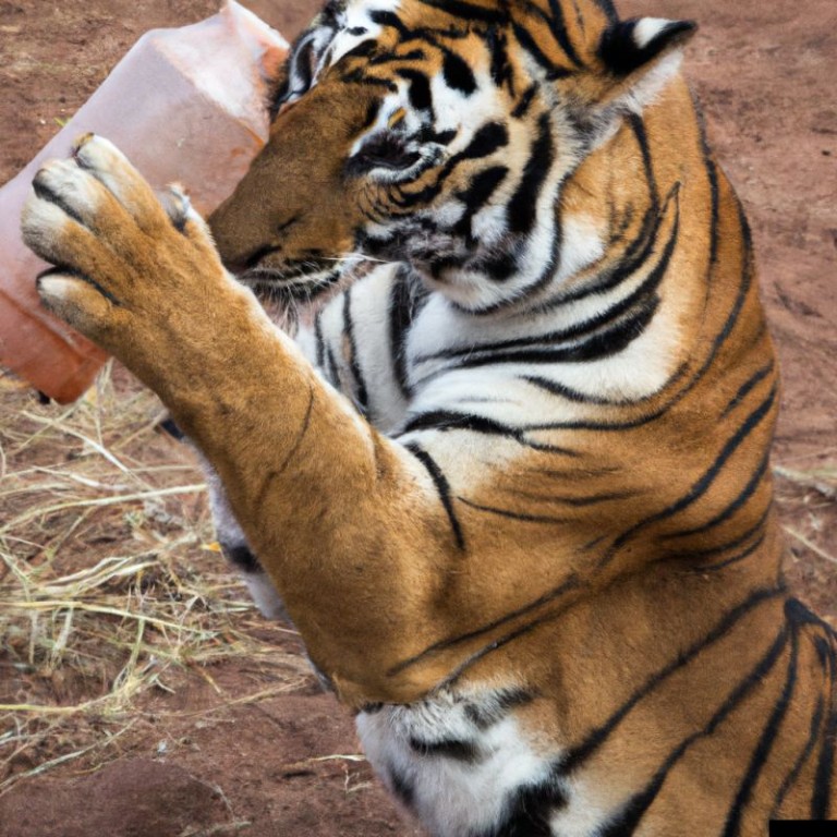tygrysica walcząca z plastikową butelką