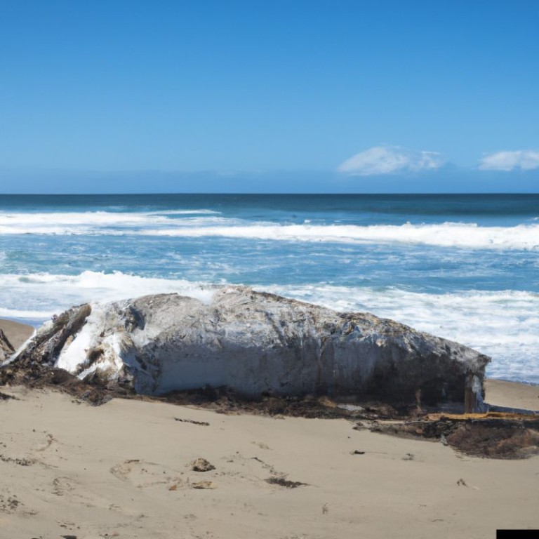plastik zabija wieloryby